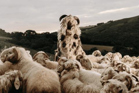 Illustration du projet