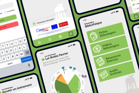 Robustagno : une application de suivi de traitement des agneaux, au service des éleveurs