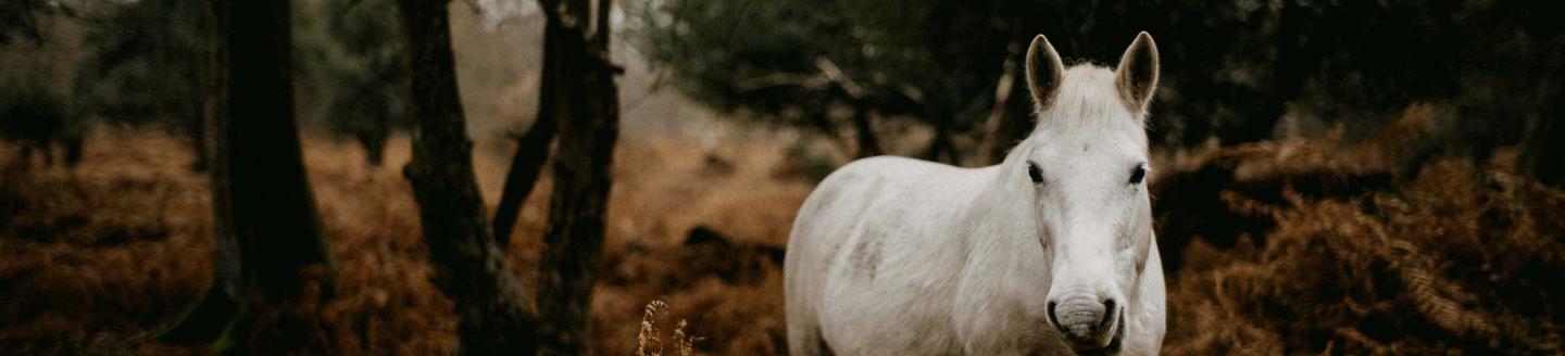 Couverture de l'agence Equimagine, agence web et marketing pour le secteur équestre