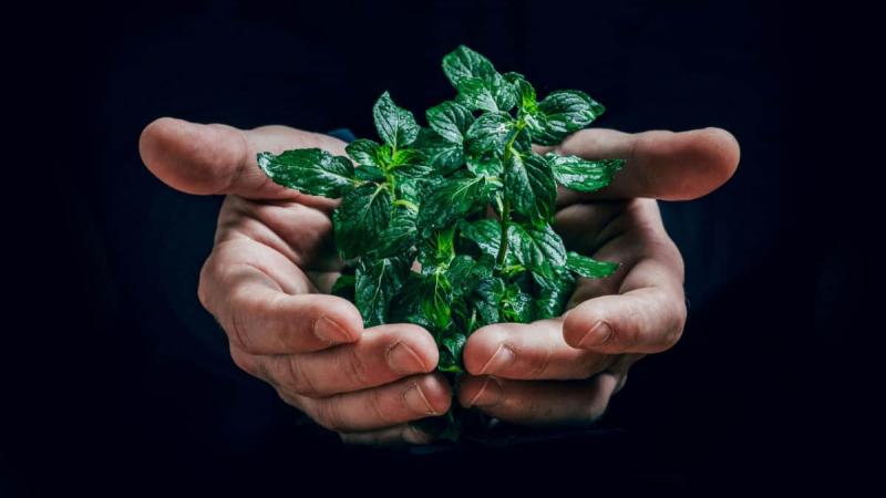 5 conseils pour réduire son impact environnemental sur Internet