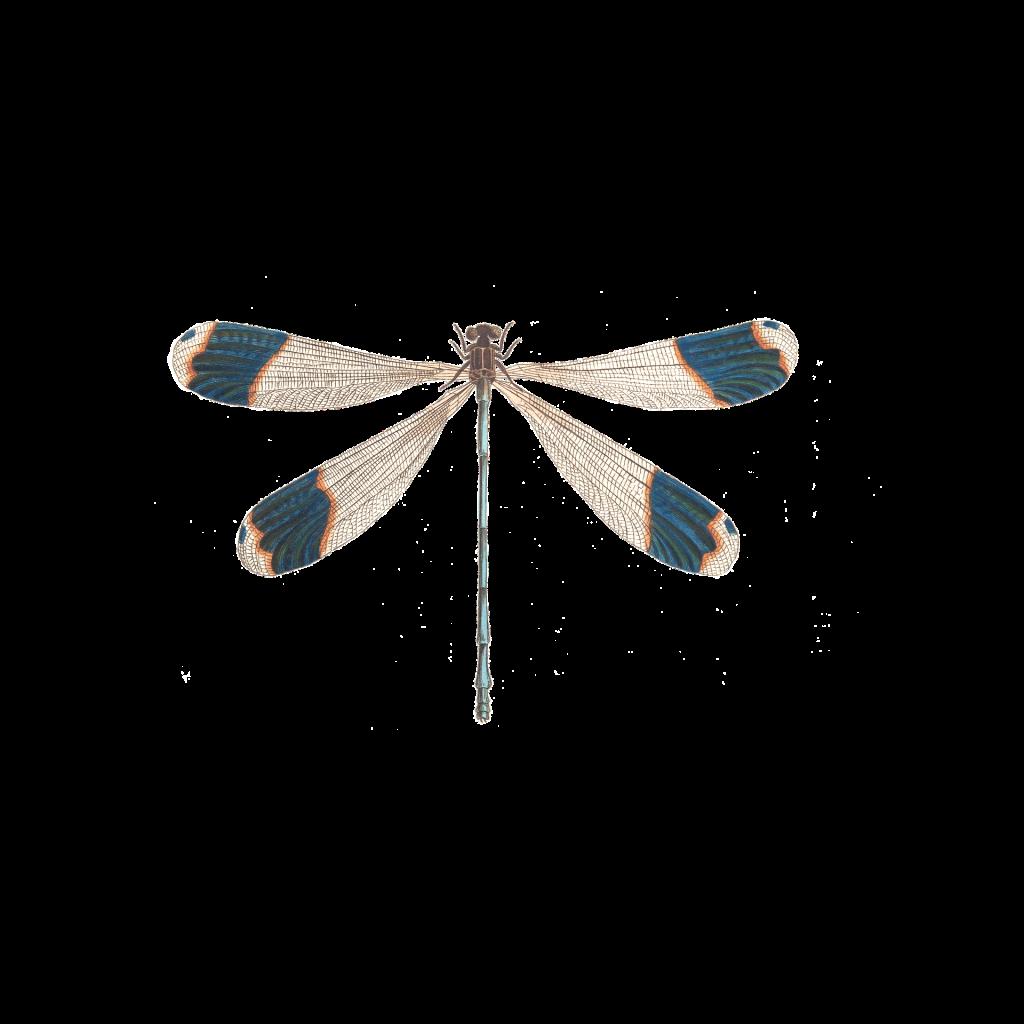 Logo agence malibellule