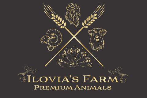 Illustration du projet