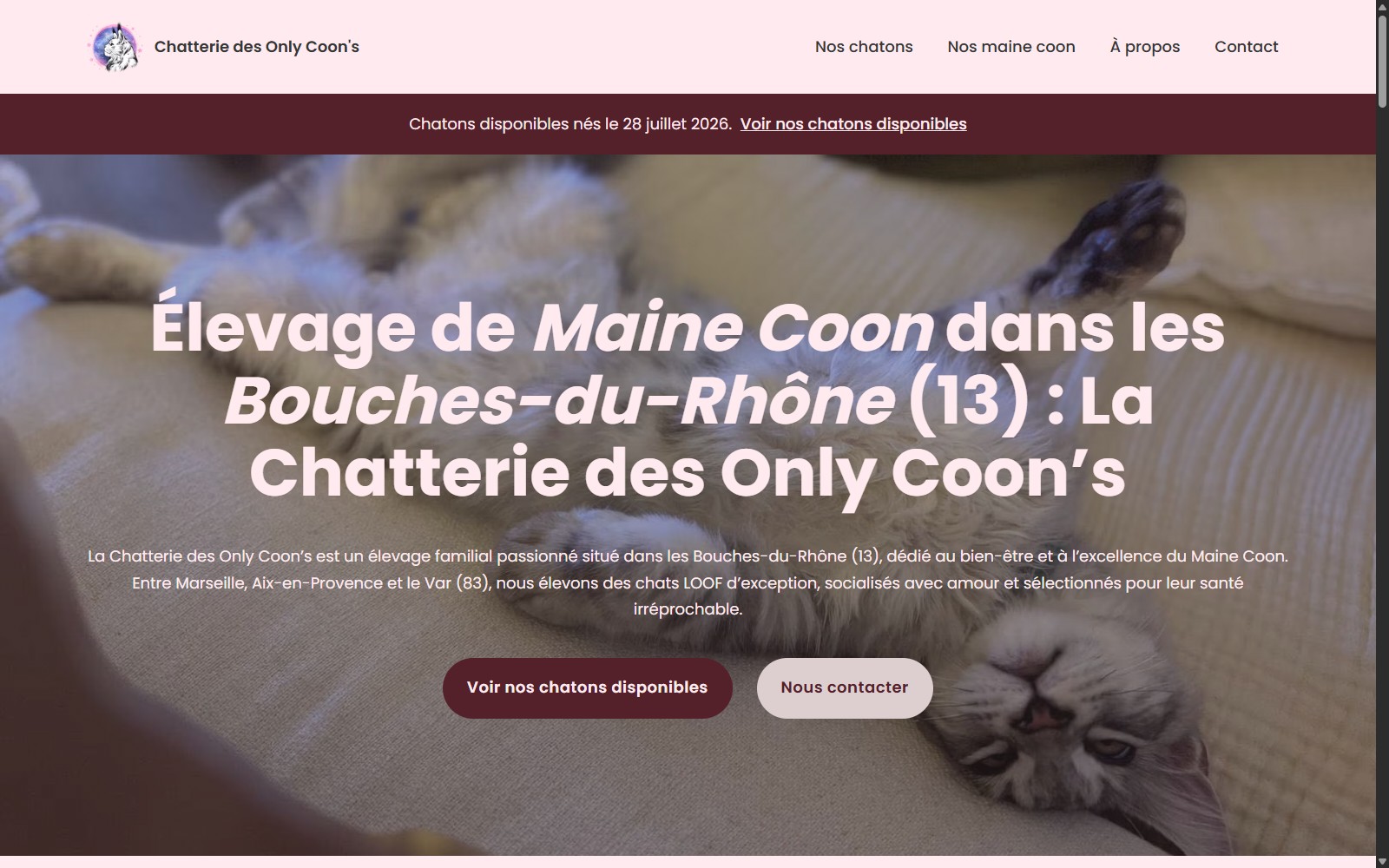 Illustration du projet Site vitrine deux pages pour un élevage de Maine Coon en PACA