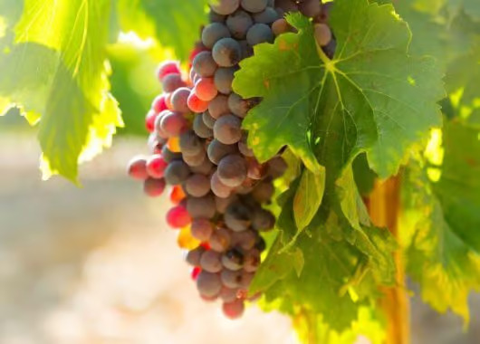 Illustration du projet Accompagnement SEO pour un Domaine Viticole