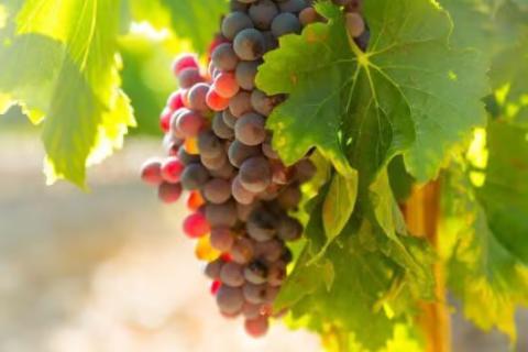 Illustration du projet