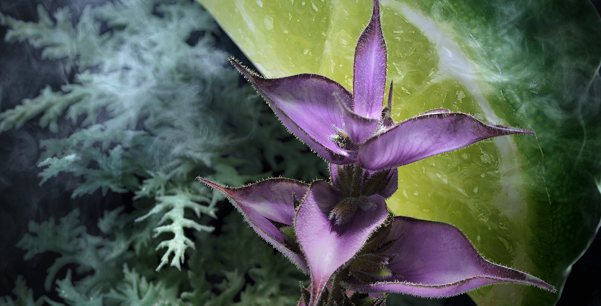 Illustration du projet Davidoff – Fragrances