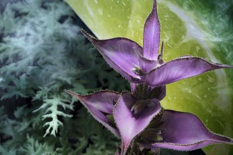 Illustration du projet